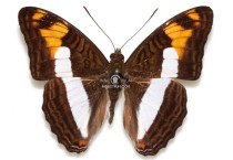 ADELPHA PHYLACA PSEUDAETHALIA